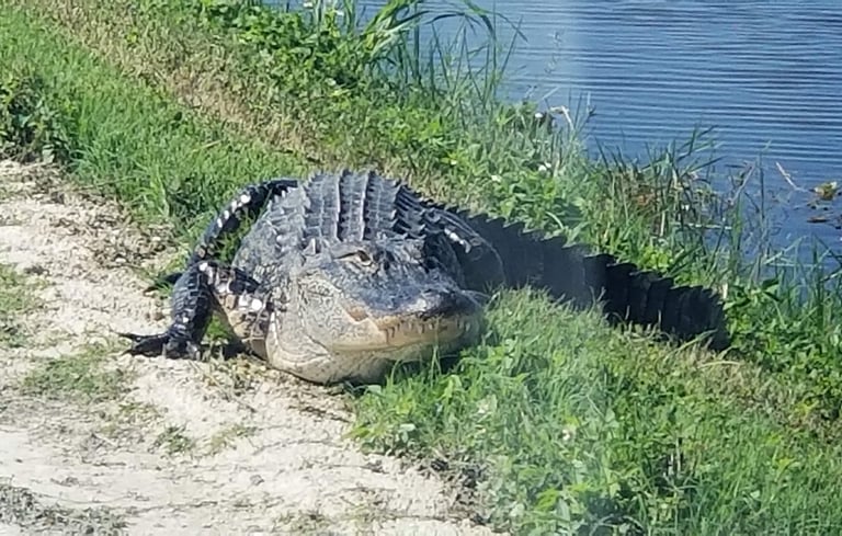 Big gator laying on the edge of a foot path