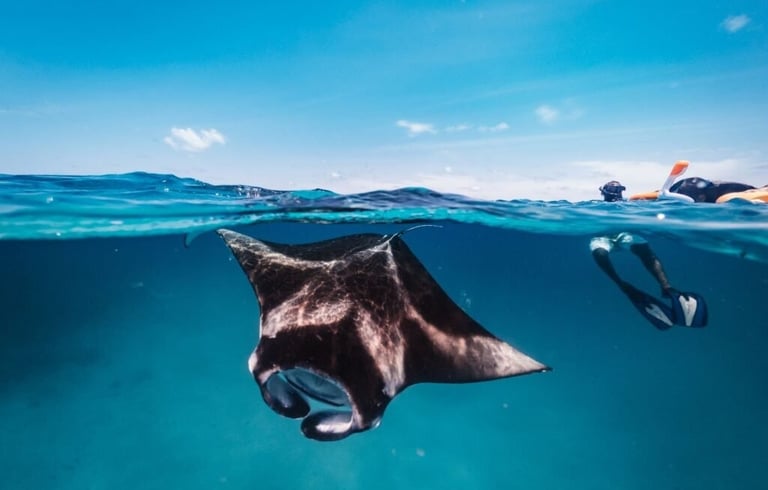 standard-manta-encounter-ukulhas