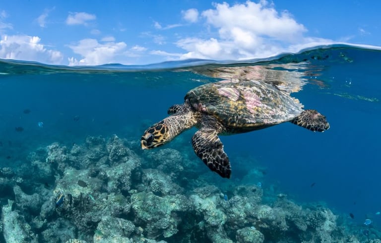 turtle point snorkelling ukulhas maldives