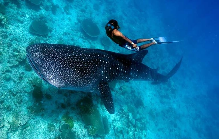 whale-shark-expedition-ukulhas