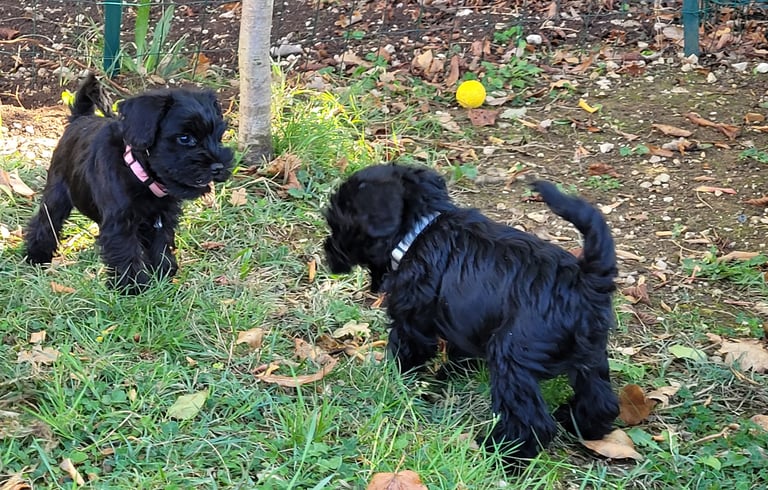 Bébés Schnauzer qui jouent