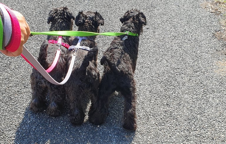 Mini troupeau de Schnauzers