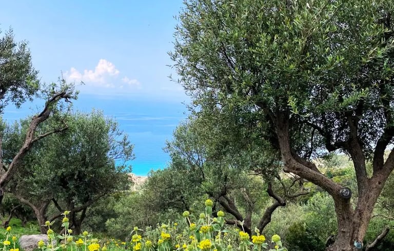 Livada de maslini crescuta natural in Grecia, sursa uleiului OLOI