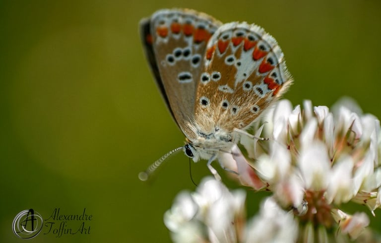 Aller à la page : Papillon - Libellule. Proxiphotographie et macro de ses espèces aimées de tous.