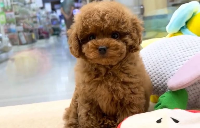 Caniches en adopcion