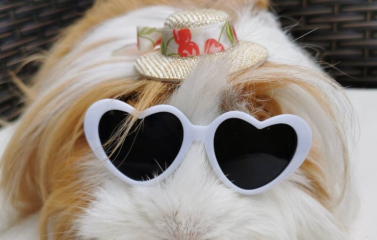 a guinea guinea guinea guinea guinea guinea guinea guinea guinea guinea guinea guinea guinea guinea guinea