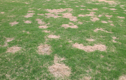 lawn fungus and disease control 