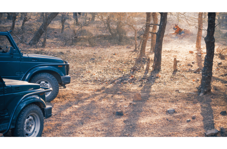 jeep in ranthambore national park