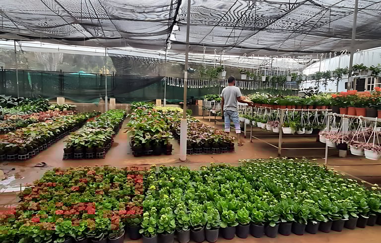 Nursery in Hyderabad