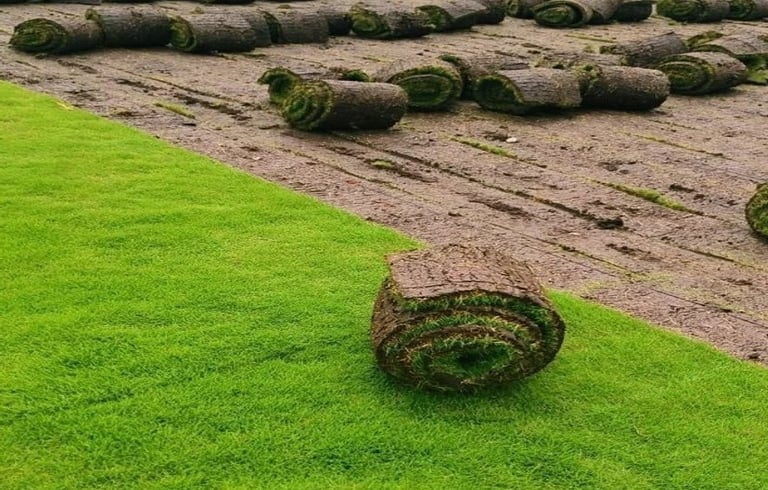 Lawn Grass Suppliers in Kakinanda