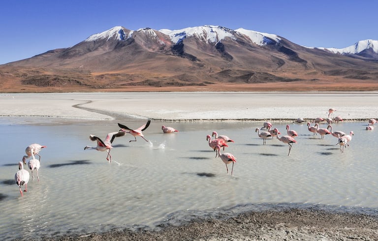 lagoa com flamingos