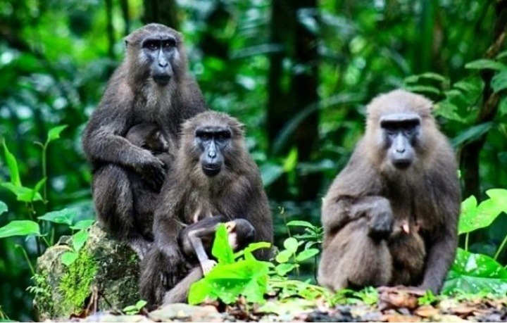 Sulawesi monkey