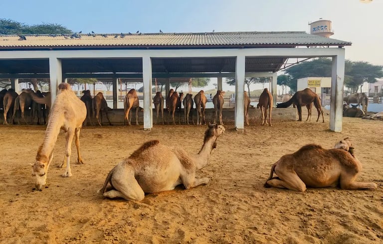 Camels at NRCC Bikaner, Rajasthan, in their natural desert habitat.