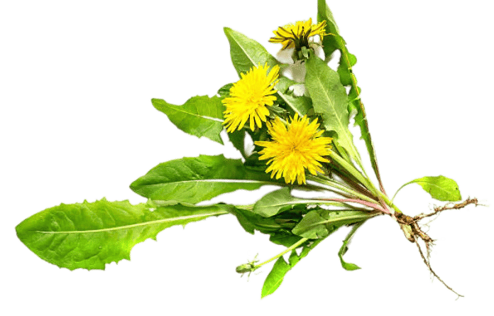 dandelion