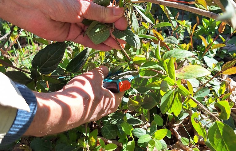 a person triming a hanging plant