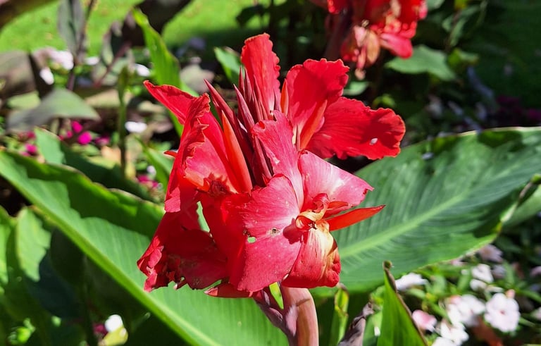 one red Canny Lily flower thriving outdoors
