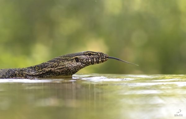 A Nile monitor lizard swims in water with its tongue flicking out against a green background.