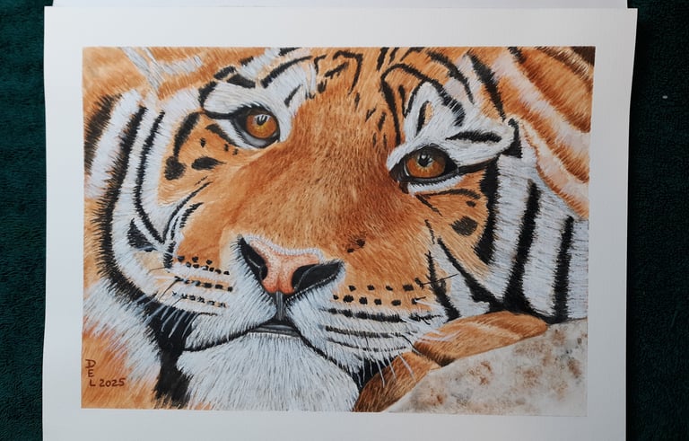 watercolor painting of a tiger