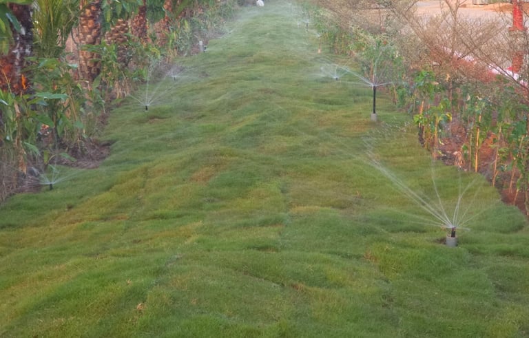 Lawn Grass Suppliers Kakinanda
