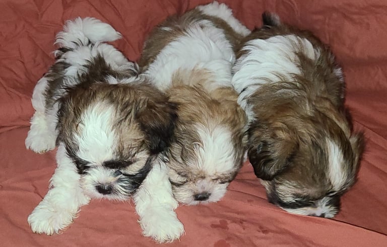 Perfect Paw Pups Mal-Shi Puppy Litter MalSh Fur Babies
