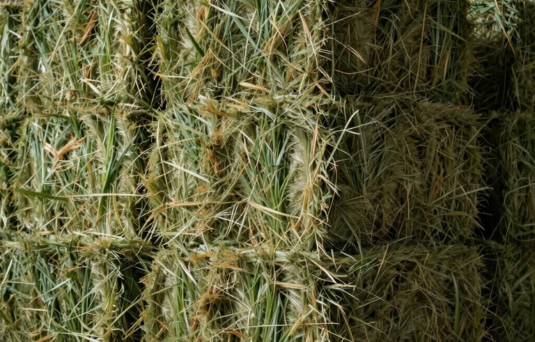 A detailed photograph of fresh, high-quality Rhodes grass hay bales stacked in a modern agricultural facility. The image captures the rich texture and natural colors of the grass in the North American Southwest.