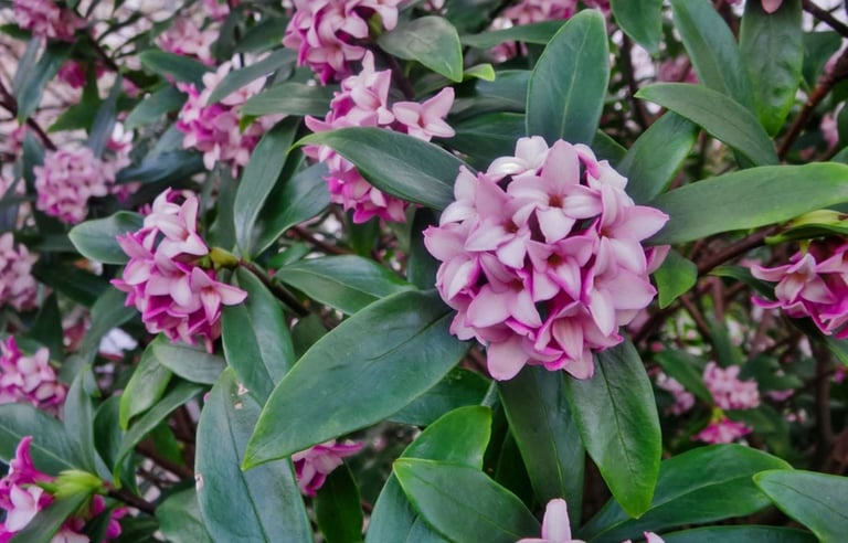 a evergreen bush with pink flowers named Daphne
