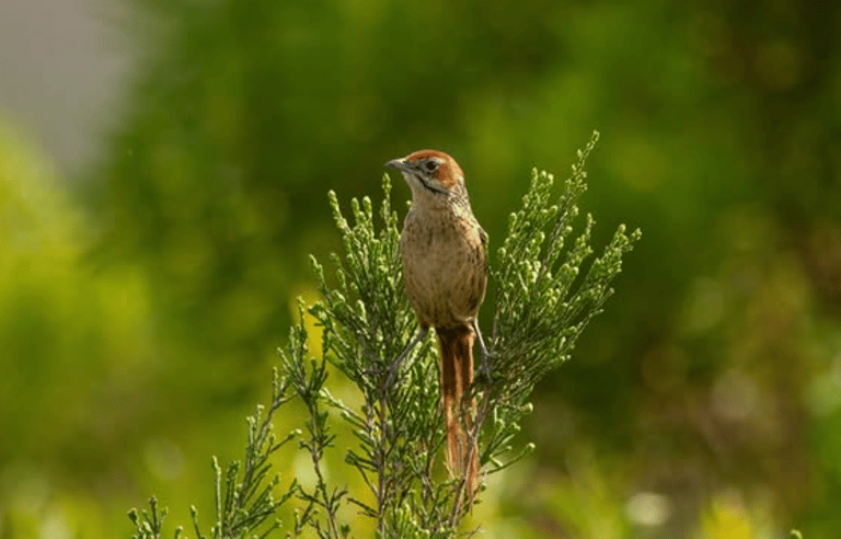 bird life in the fynbos