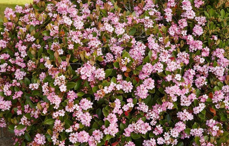 an evergreen full sun bush with multiple pink flowers