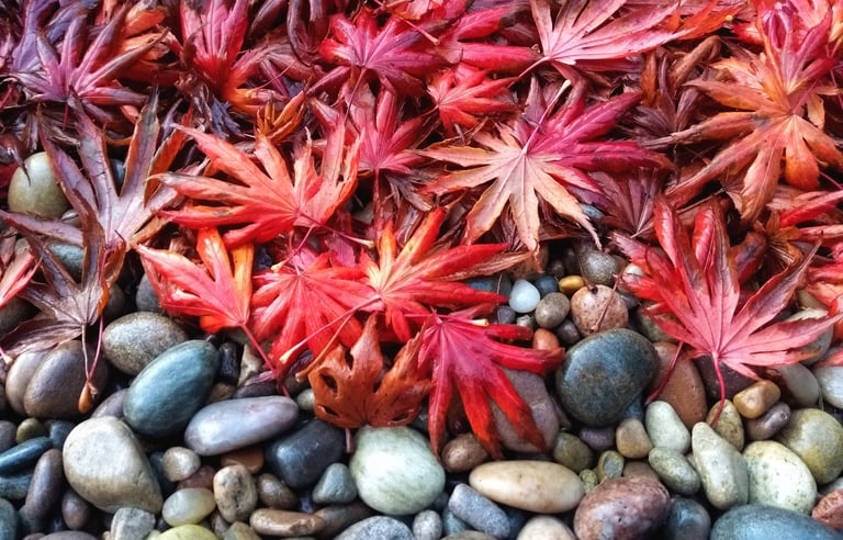 'Leaf Fall' original photograph by Mark D. Exon