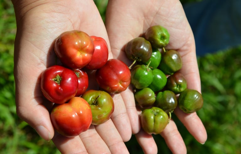 acerola