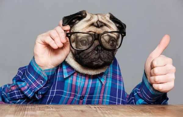 Chien à lunette