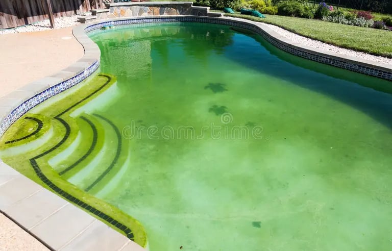 Dirty backyard swimming pool with green algae water and stained steps requiring maintenance.
