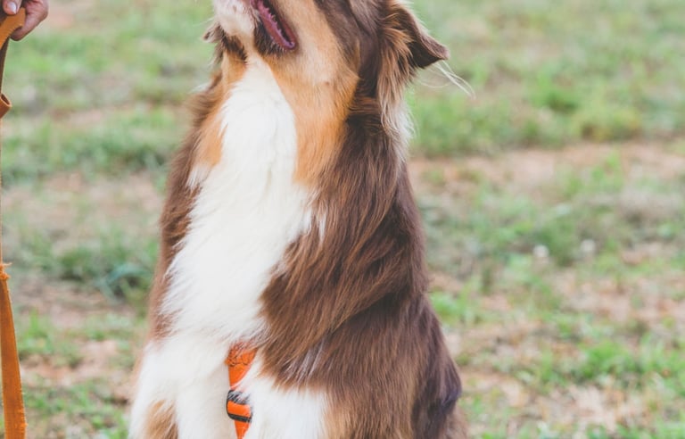 eleducane_rapporto_cane_brescia