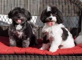 Maltese VS Maltipoo Dogs