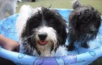 maltipoos-in-pool