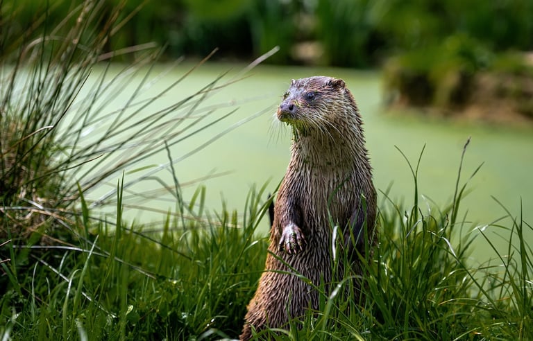 Otter