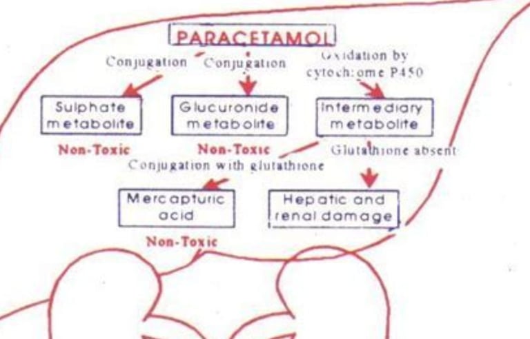 metabolism