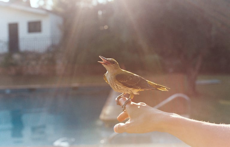 A small yellow songbird perched on a person's finger outdoors with golden sun flare.