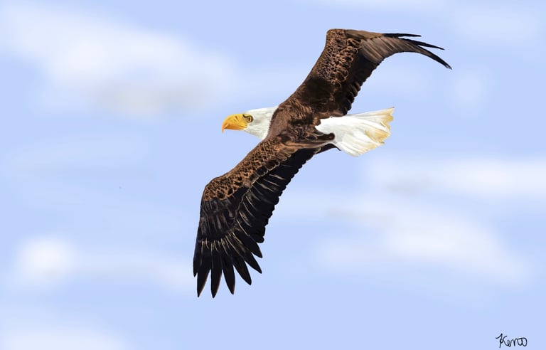 Eagle soaring with sky and cloud background 