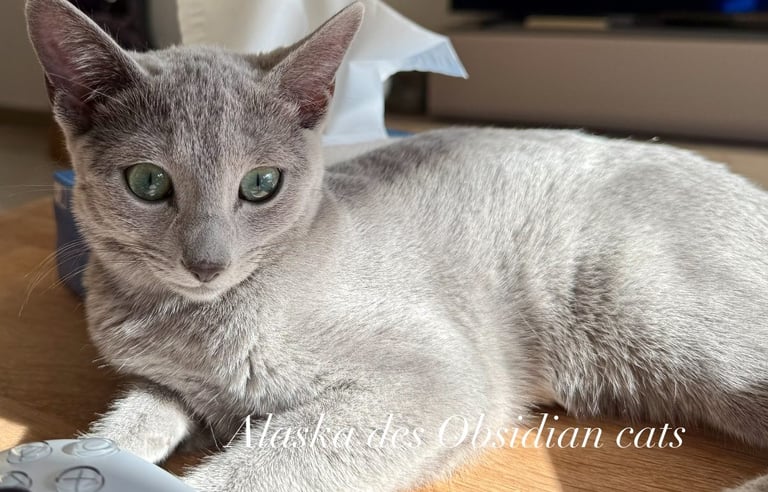 chat bleu russe obsidian cats