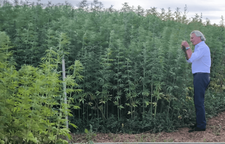 Campo denso de plantas maduras de cáñamo industrial con crecimiento vertical, ideal para la producci