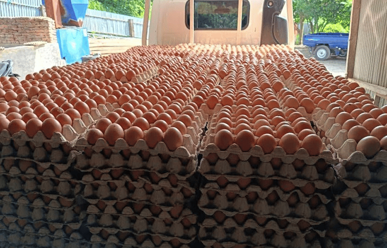 fresh table egg that have been loaded to be delivered to the indoegg customer by egg truck.
