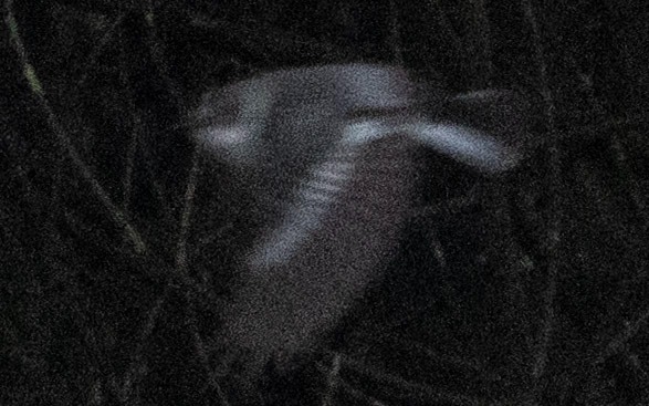 Collared Flycatcher in Øygarden 23 May 2026