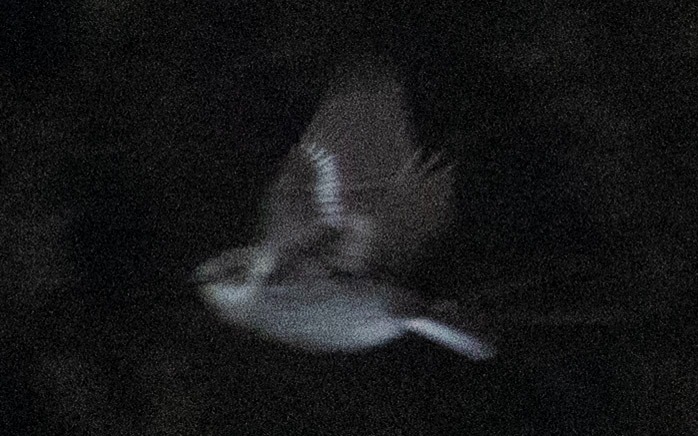 Collared Flycatcher in Øygarden 23 May 2026
