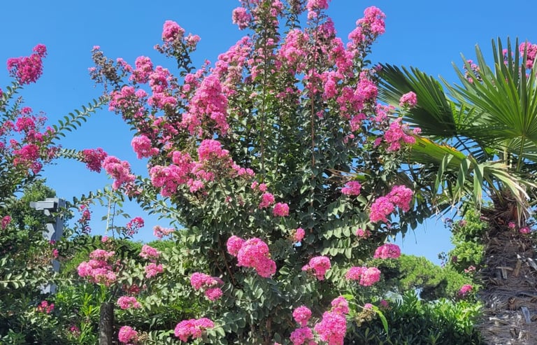 a pink flowering bush that needs deadheading
