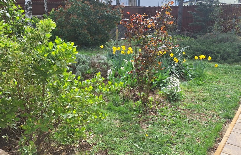a lot of wild native plants in our cottage garden with borders