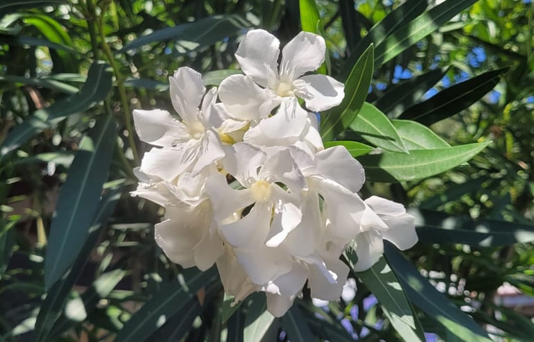 a healthy Oleander bush that dosen't need deadheading