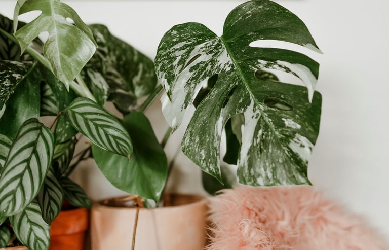 Monstera deliciosa Albo Variegata