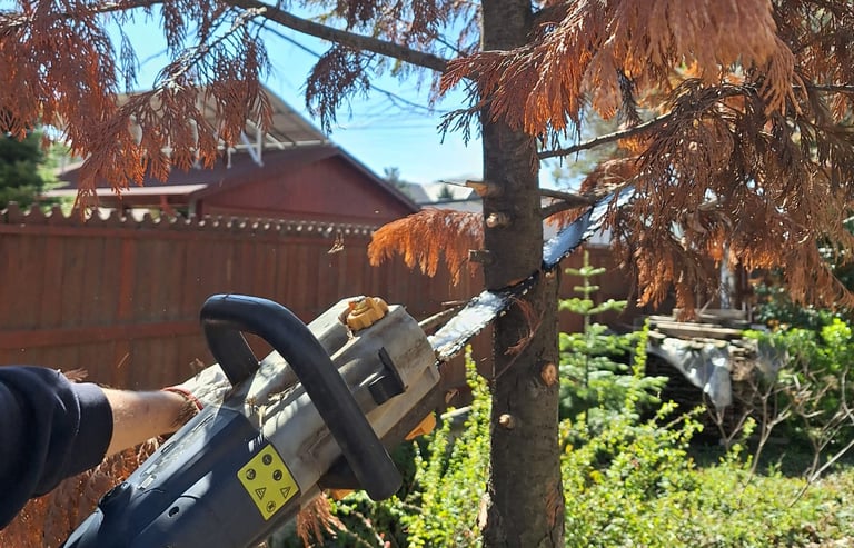 a specialist cutting down a tree in our growing lab