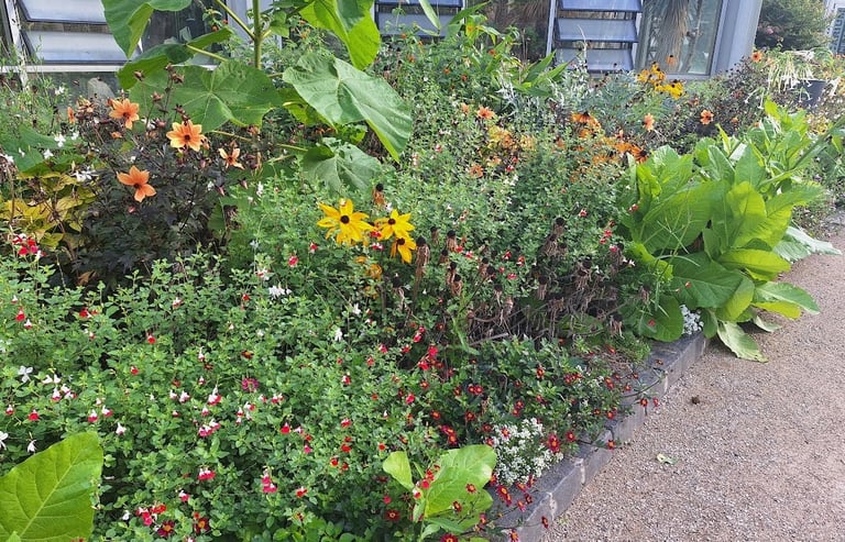 a beautiful border with a lot of different plants and flowers